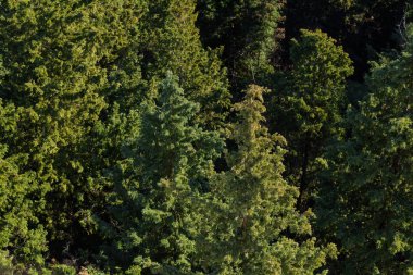 Doğada bitki örtüsü. Uzun boylu ağaçlar yeşil yeşillik ile. Ladin ve çam. Bitkilerin doku. Kırım'dinlenme. Orman. Doğada yürüyüş.