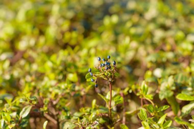 Çiçek yatak yeşil çalılar ile. Peyzaj park. Uzun boylu ağaçlar. Ladin ve çam. Doğada yürüyüş. Yeşil çim. Odunsu ve dayanıklı ağaç gövdeleri. Kırım'dinlenme.