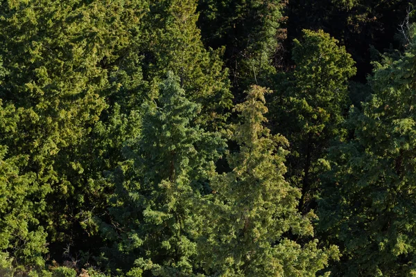 Vegetación Naturaleza Árboles Altos Con Follaje Verde Abeto Pino Textura —  Fotos de Stock