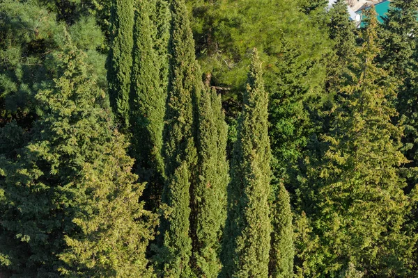 自然の植生 背の高い木々 の緑の葉 トウヒ 植物のテクスチャです クリミア自治共和国の残りの部分 フォレスト 自然の中を歩く — ストック写真