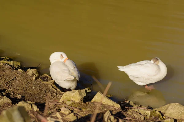 Белые Лебеди Берегу Реки Птицы Чистят Перья Каменный Берег Реки — стоковое фото