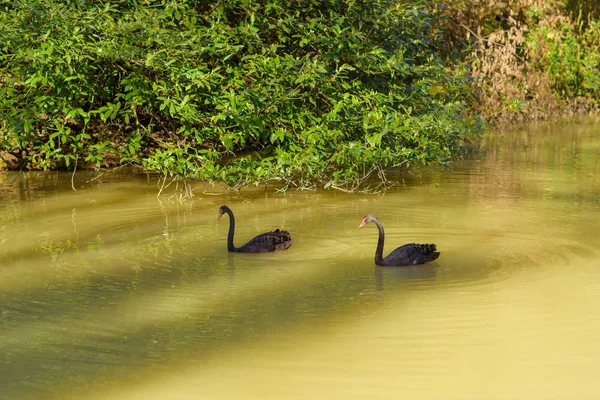 Black swans swim in the pond. Nature. Birds with black feathers. Black Swan. Green vegetation near the lake. The texture of the water surface. Rest in Crimea. Journey. Crimea.