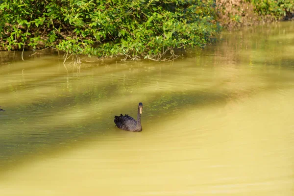 Black swans swim in the pond. Nature. Birds with black feathers. Black Swan. Green vegetation near the lake. The texture of the water surface. Rest in Crimea. Journey. Crimea.