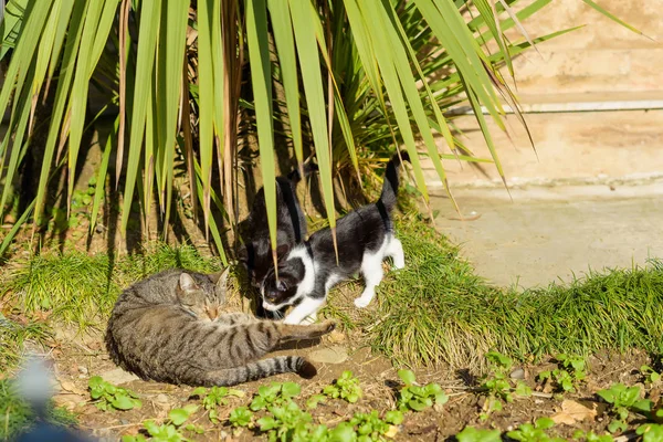 Trois Chats Allongés Dans Buisson Palmiers Les Animaux Prélassent Soleil — Photo