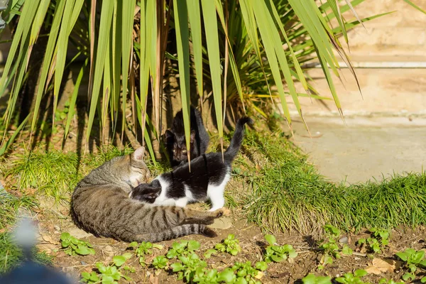 Trois Chats Allongés Dans Buisson Palmiers Les Animaux Prélassent Soleil — Photo