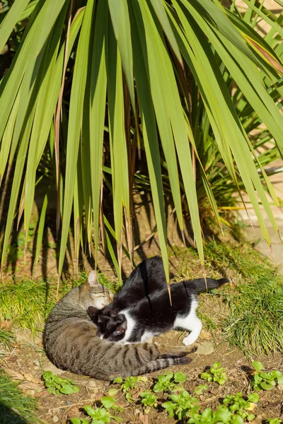 Trois Chats Allongés Dans Buisson Palmiers Les Animaux Prélassent Soleil — Photo