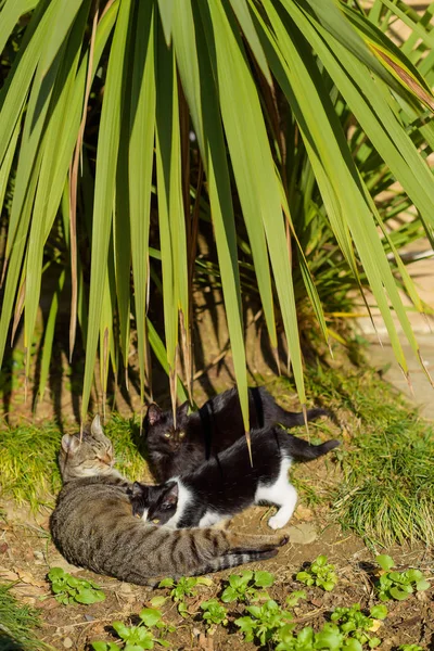 Trois Chats Allongés Dans Buisson Palmiers Les Animaux Prélassent Soleil — Photo