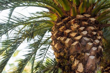 Yeşil bitki örtüsü. Palm. Odunsu ağaç gövdesi. Yaprak dokusu. Sapları ve bitkilerin dal. Palmiye ağaç gövdesi. Botanik Bahçesi.