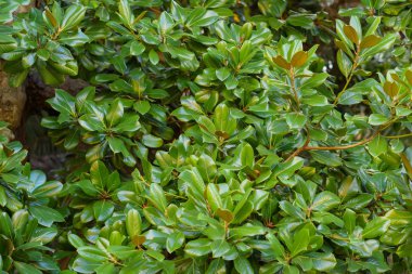 Yeşil bitki örtüsü. Palm. Odunsu ağaç gövdesi. Yaprak dokusu. Sapları ve bitkilerin dal. Palmiye ağaç gövdesi. Botanik Bahçesi.