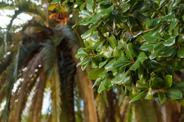 Vegetazione Verde Palmo Tronco Albero Legno Consistenza Delle Foglie Gambi — Foto Stock
