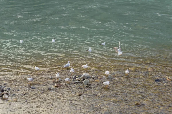 Birds Seashore White Doves Flight Rocky Shore Black Sea Ripples — Stock Photo, Image