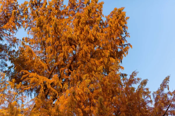 Árboles Con Follaje Anaranjado Contra Cielo Azul Otoño Follaje Cambia —  Fotos de Stock