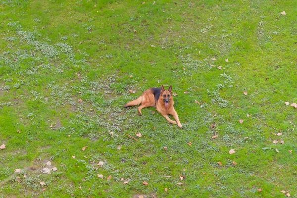 Sheepdog Kotra Lies Green Meadow Dog Friend Human Animal Gaze — Stock Photo, Image