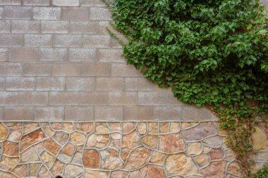 Kül blok duvar. Bitki tırmanma. Yeşil yaprakları doku. Bitki duvara tırmanma. Kırım'dinlenme. Turizm. Yolculuk.