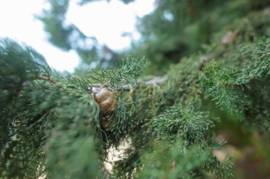 Ağaç koniler ile. İğne yapraklılar. Güzel bir taç ağacı. Doğada bitki örtüsü. Meme ucu ağaç. Yaprak doku.