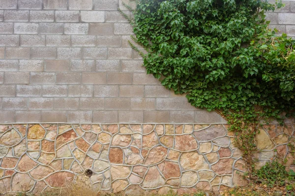 Cinder block wall. Climbing plant. Texture of green leaves. Climbing plant on the wall. Rest in Crimea. Tourism. Journey.