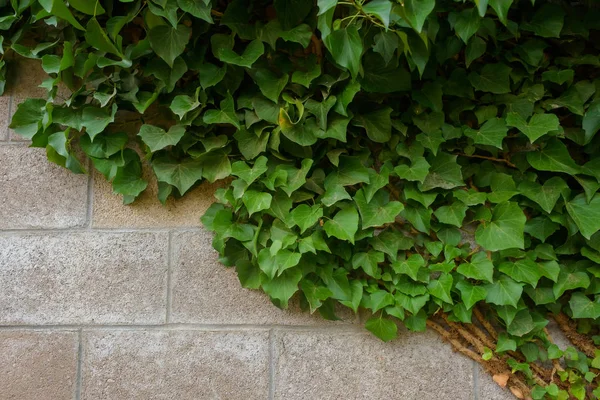 Cinder Block Wall Climbing Plant Texture Green Leaves Climbing Plant — Stock Photo, Image