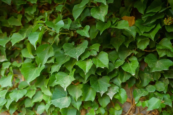 煤渣块墙 攀岩植物 绿叶的纹理 爬在墙上的植物 在克里米亚休息 — 图库照片