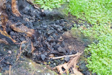 Yanmış odun dokusu. Yangın. Yeşil çim. Güdük ahşap. Kül ve kömür. Şehir etrafında yürümek. Turizm. Yolculuk. Kırım'dinlenme.