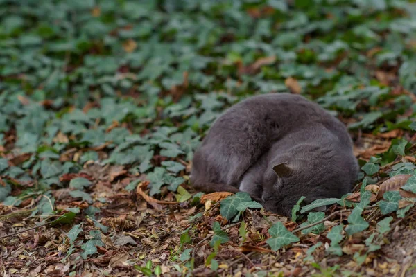 Die Katze Von Dunkelgrauer Farbe Liegt Auf Grünen Blättern Tier — Stockfoto