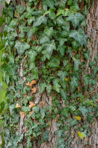 Loach Green Leaves Stone Wall Overgrown Plants Texture Sheet Plants — Stock Photo, Image