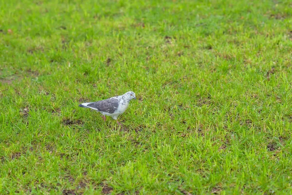 Dove gray color sits on the lawn. Bird. Green grass. Walk around the city. Tourism. Journey. Yalta. Rest in Crimea.