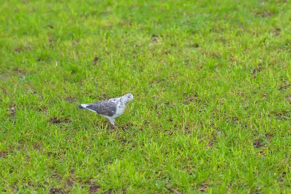 Dove gray color sits on the lawn. Bird. Green grass. Walk around the city. Tourism. Journey. Yalta. Rest in Crimea.