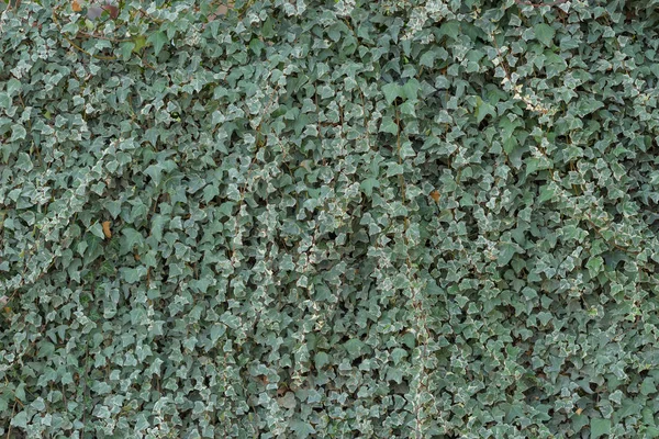 Loach Green Leaves Stone Wall Overgrown Plants Texture Sheet Plants — Stock Photo, Image