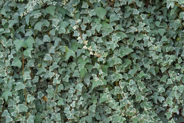 Loach Green Leaves Stone Wall Overgrown Plants Texture Sheet Plants — Stock Photo, Image