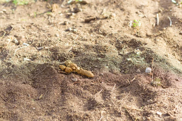 Kot Von Tieren Boden Organischer Bodendünger Kompost Den Kot Des — Stockfoto