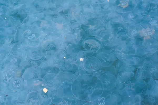 Medusa Aurelia Água Azul Superfície Água Contaminada Problemas Ecológicos Medusas — Fotografia de Stock