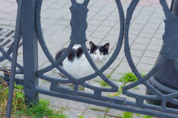 The cat is black and white with green eyes. Animal. Pavement tiles. Animal gaze. Forged iron fence. Walk around the city. Tourism. Journey. Rest in Crimea.