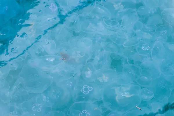 Medusa Aurelia Mavidir Kirlenmiş Yüzeyi Ekoloji Sorunları Ölü Denizanası Denizin — Stok fotoğraf