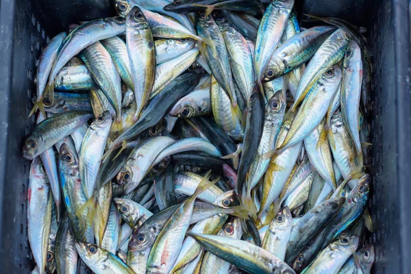 Großer Fang Von Fischen Fischfang Der Bucht Von Balaclava Der — Stockfoto