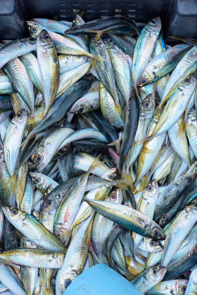 魚の大漁 目出し帽の湾での釣り プラスチック製の容器にある魚 魚介類 ヤルタ クリミア自治共和国の残りの部分 — ストック写真