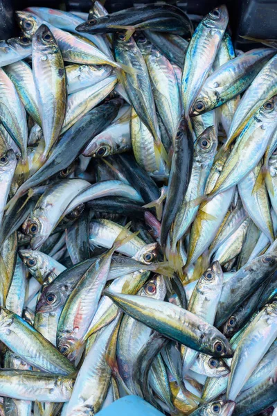 魚の大漁 目出し帽の湾での釣り プラスチック製の容器にある魚 魚介類 ヤルタ クリミア自治共和国の残りの部分 — ストック写真