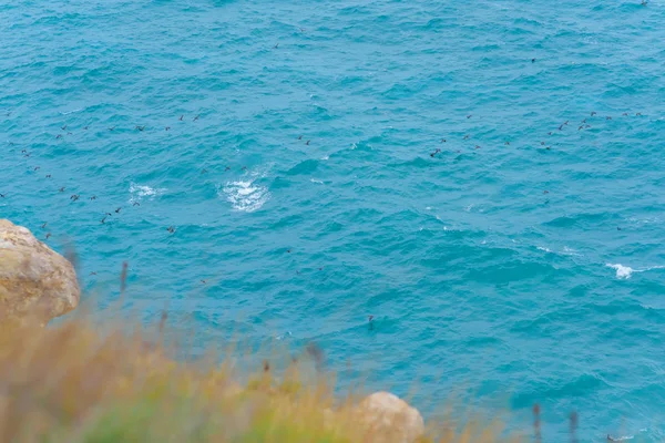 Blaues Wasser Felsige Küste Vögel Fliegen Über Das Wasser Die — Stockfoto