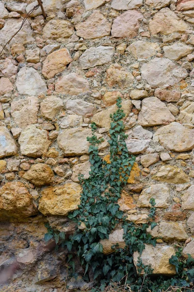 Лоуч Зелеными Листьями Каменная Стена Заросла Растениями Текстура Листа Растения — стоковое фото