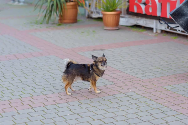 犬は黒と茶色の色です 人間の友人 動物の見てください 鍋で装飾的なヤシの木 舗装タイル マサンドラのビーチ ヤルタ クリミア自治共和国の残りの部分 ビーチに沿って歩く — ストック写真