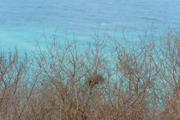 Árboles Con Ramas Secas Orilla Rocosa Junto Mar Mar Negro —  Fotos de Stock