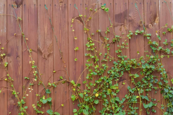Wooden Fence Fence Made Wood Climbing Plant Loach Wooden Fence — Stock Photo, Image