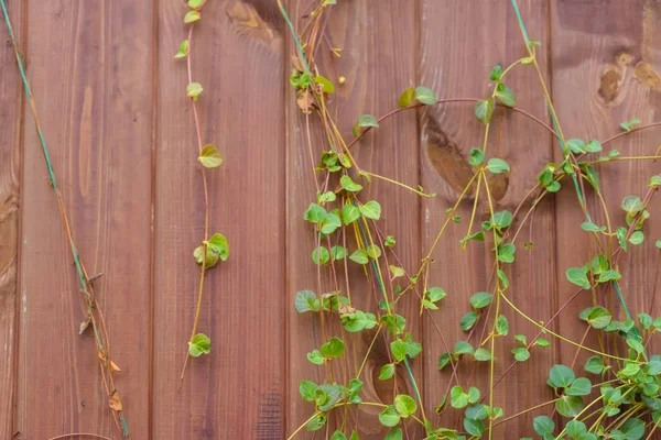 Wooden Fence Fence Made Wood Climbing Plant Loach Wooden Fence — Stock Photo, Image