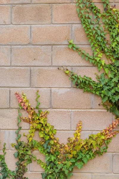 Fence Made Cinder Block Fence Made Brick Climbing Plant Climbing — Stock Photo, Image