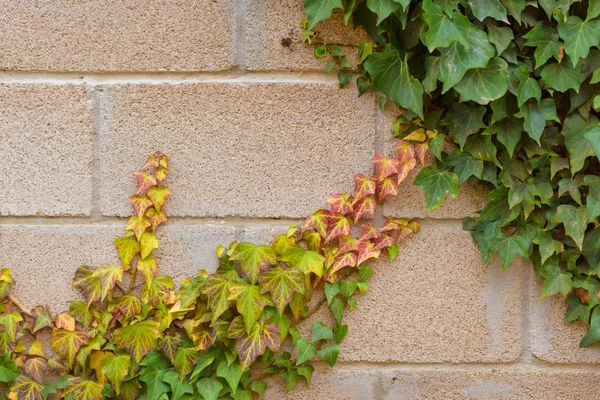 Fence Made Cinder Block Fence Made Brick Climbing Plant Climbing — Stock Photo, Image