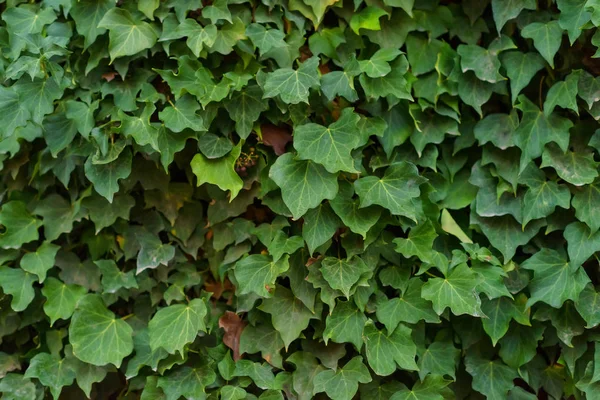 Textura Las Hojas Planta Trepadora Planta Trepadora Valla Las Hojas —  Fotos de Stock