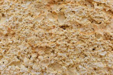 Coquina. Belgili tanımlık doğurmak çeşitliliği. Malzeme doğal kökenli. Çevre dostu yapı malzemesi. Gözenekli yapısı. Kabuk kaya blokları. Kırım'dinlenme. Sevastopol. Chersonese.