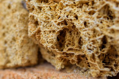 Coquina. Belgili tanımlık doğurmak çeşitliliği. Malzeme doğal kökenli. Çevre dostu yapı malzemesi. Gözenekli yapısı. Kabuk kaya blokları. Kırım'dinlenme. Sevastopol. Chersonese.