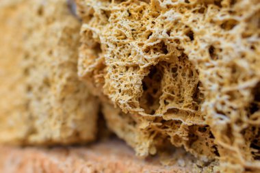 Coquina. Belgili tanımlık doğurmak çeşitliliği. Malzeme doğal kökenli. Çevre dostu yapı malzemesi. Gözenekli yapısı. Kabuk kaya blokları. Kırım'dinlenme. Sevastopol. Chersonese.