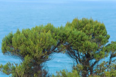 Karadeniz. Mavi sudur. Ağaçlar yeşil yaprakları ile. Ağaçların büyük kron. Doğada bitki örtüsü. Yüzeyi ve su doku. Kırım'dinlenme. Sevastopol.