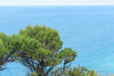 Karadeniz. Mavi sudur. Ağaçlar yeşil yaprakları ile. Ağaçların büyük kron. Doğada bitki örtüsü. Yüzeyi ve su doku. Kırım'dinlenme. Sevastopol.